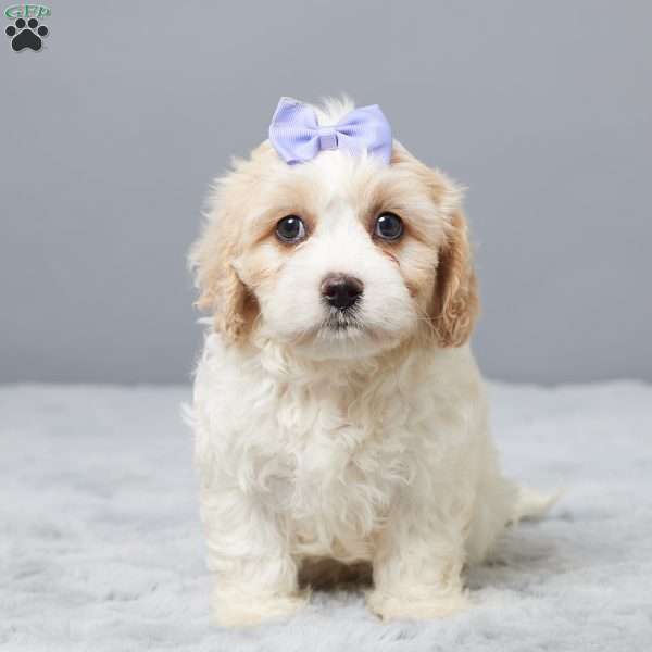 Charity, Cavachon Puppy